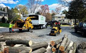 How Our Tree Care Process Works  in  Escondido, CA